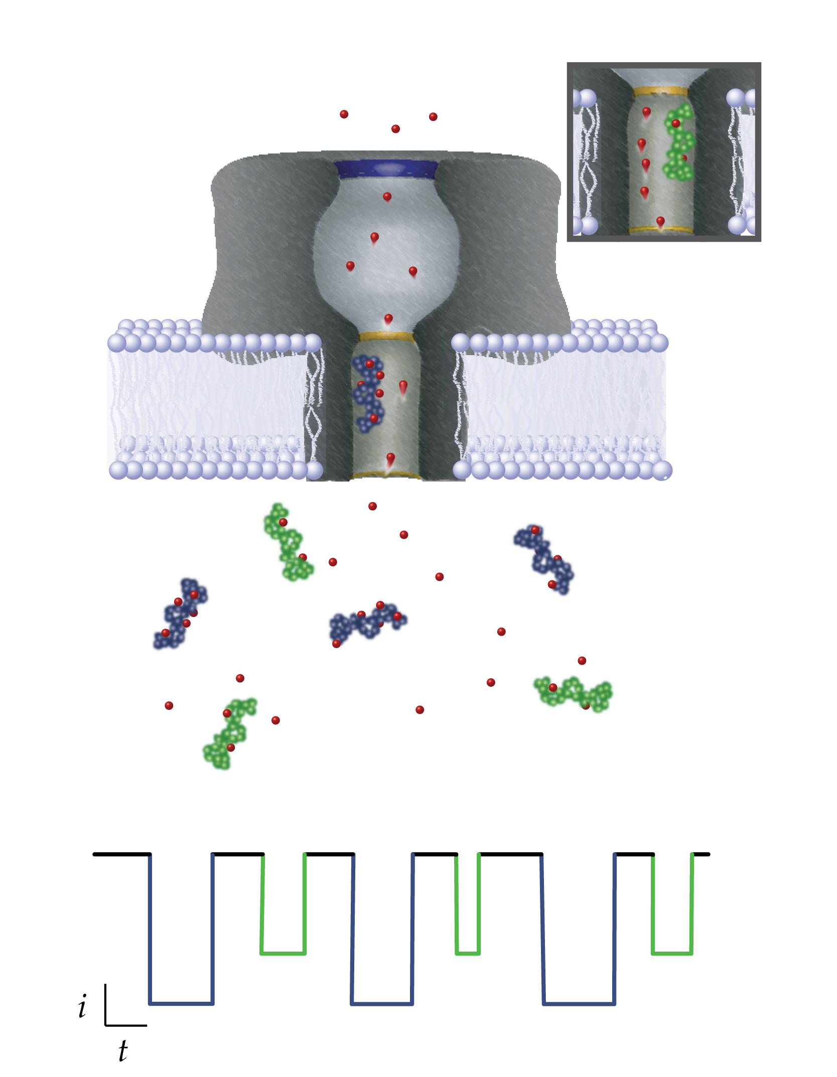 Public-domain NIST illustration of a nanopore transport concept