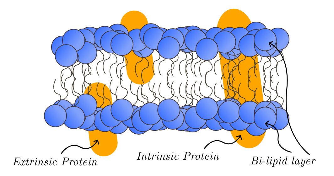 Схема клітинної membrane з phospholipid bilayer та proteins