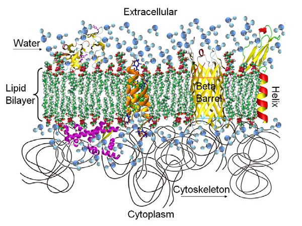 Схема biomembrane і lipid bilayer ORNL
