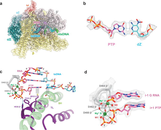 Cryo-EM структура E. coli RNA polymerase з неприродною парою dZ:PTP