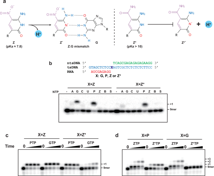 Figure 2 Nature Communications: Z* зменшує Z:G mismatch